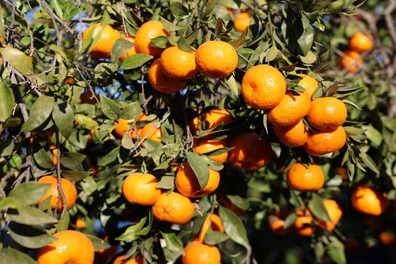 Bodrum’da Mandalin Üreticisine 5 Milyon TL’lik Destek 7